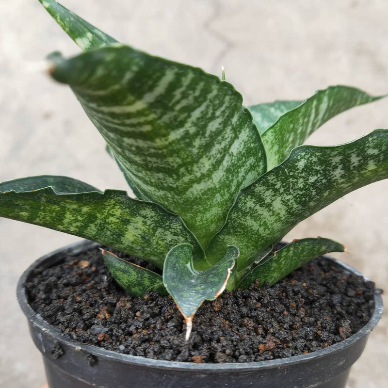 Sansevieria Cordova