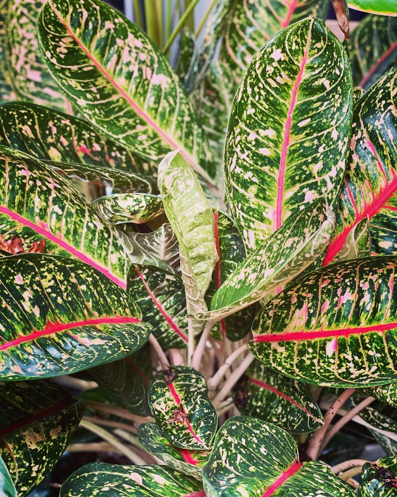 Aglaonema Dona Carmen