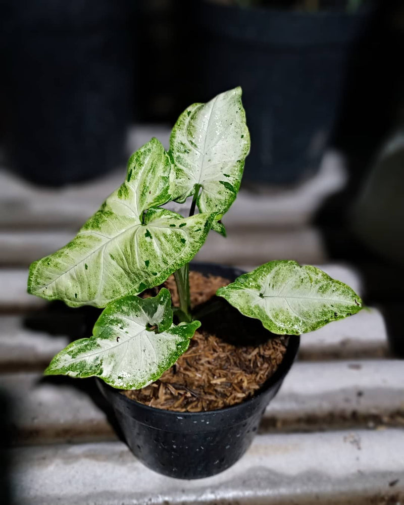 Syngonium Green Freckles