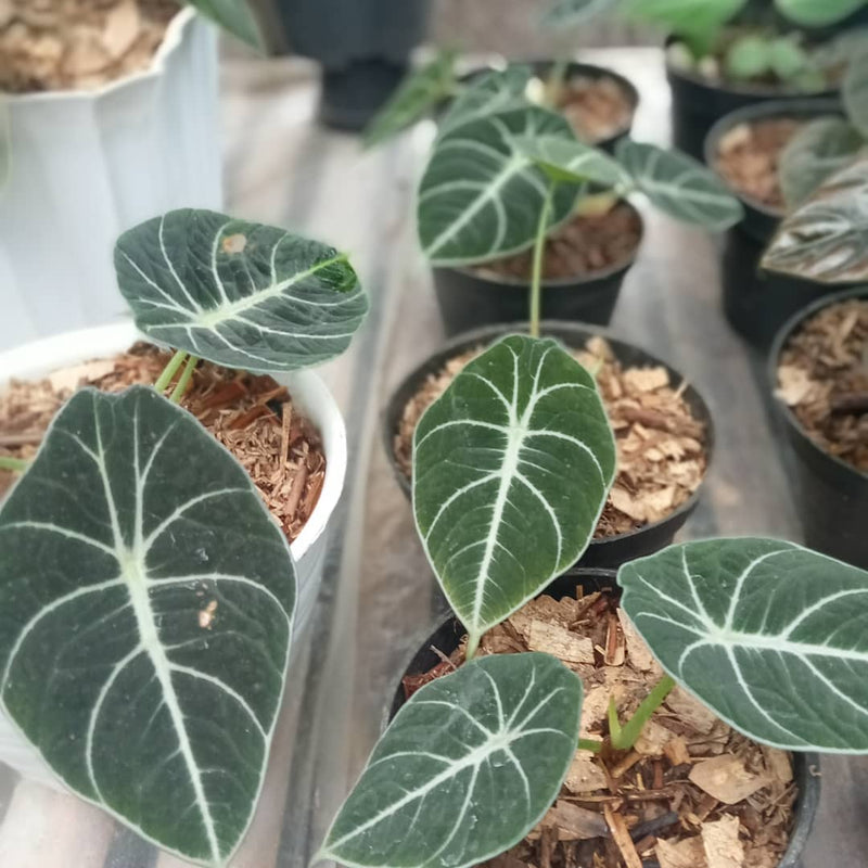 Alocasia Black Velvet