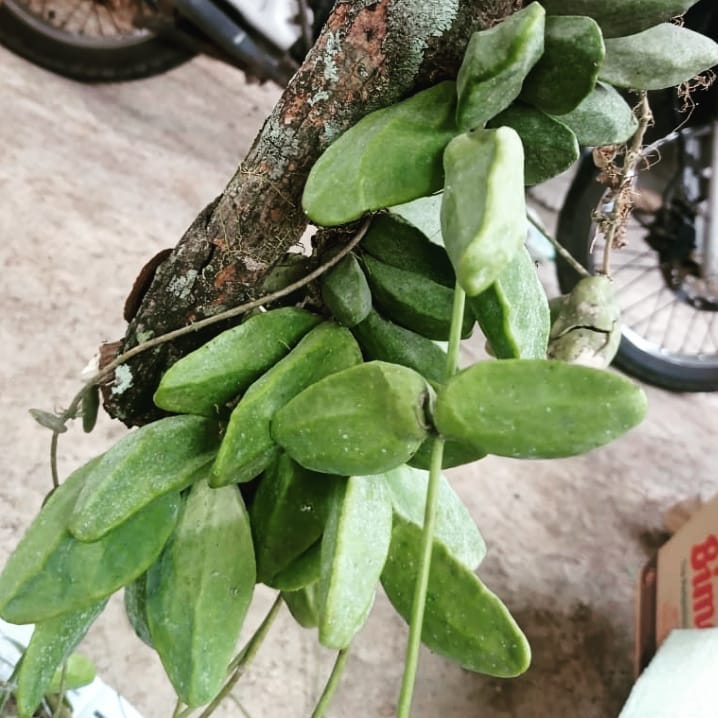 Hoya Dischidia major