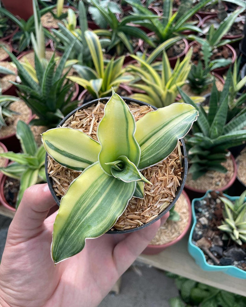 Sansevieria Kimayo Variegated