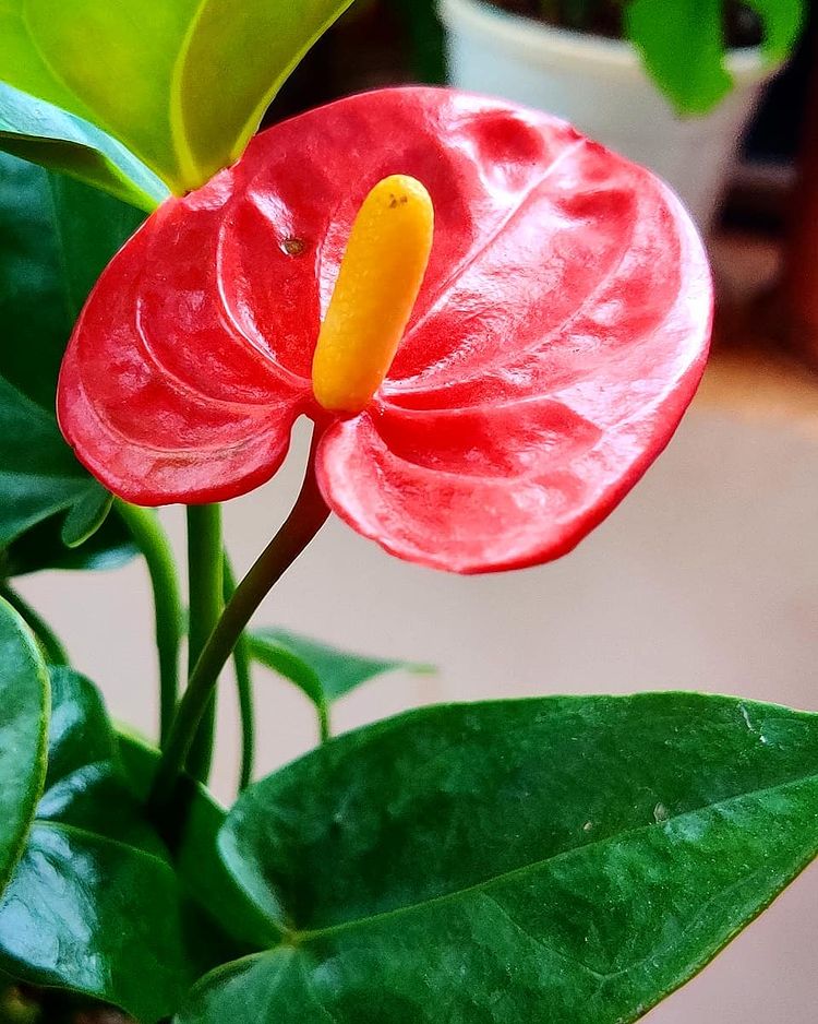 Anthurium Andraeanum