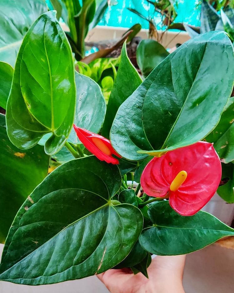 Anthurium Andraeanum