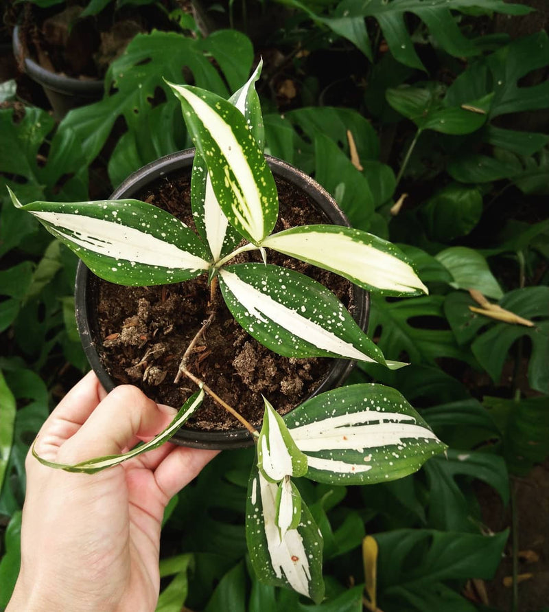 Dracaena Milky Way Variegated