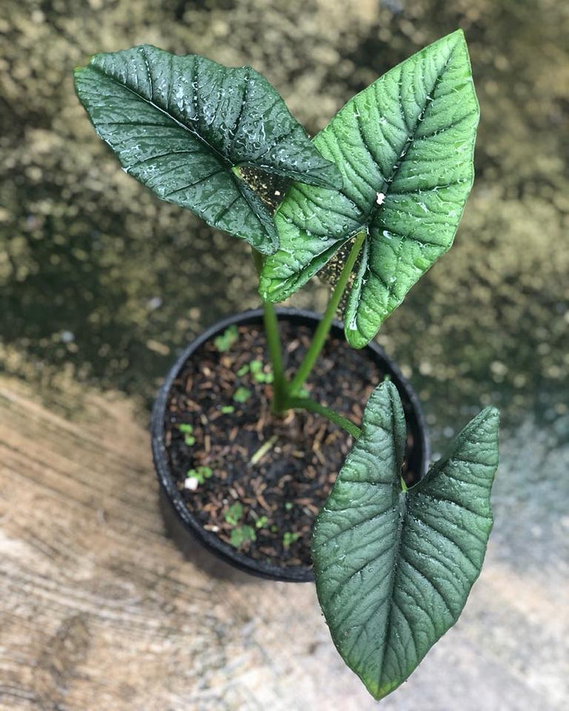 Alocasia Bisma