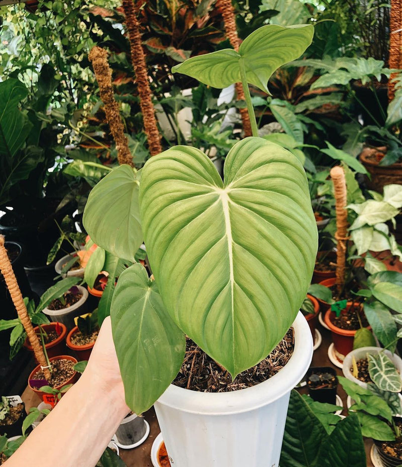 Philodendron Paztazanum