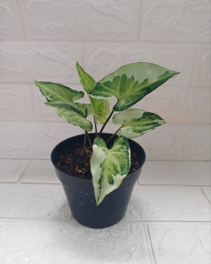 Syngonium Variegated Three King