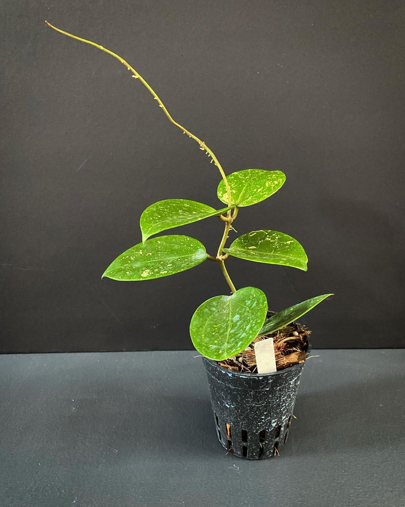 Hoya Parasitica Splash