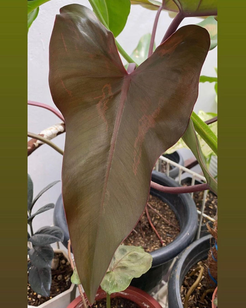 Philodendron Dark Lord