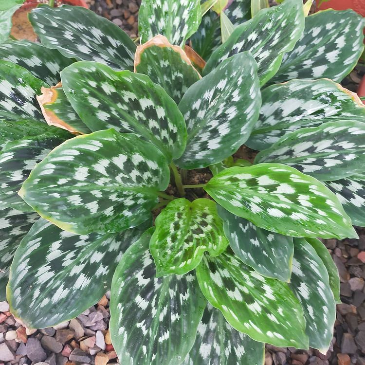 Calathea peacock