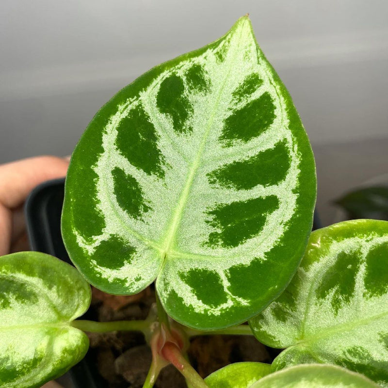 Anthurium Silver Blush