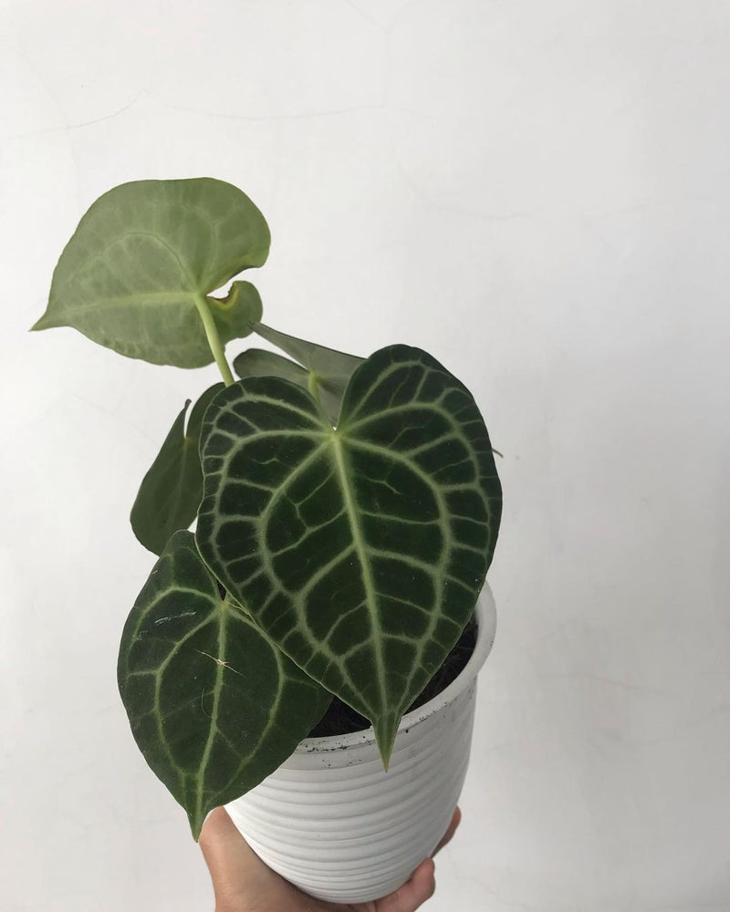 Anthurium Clarinervium