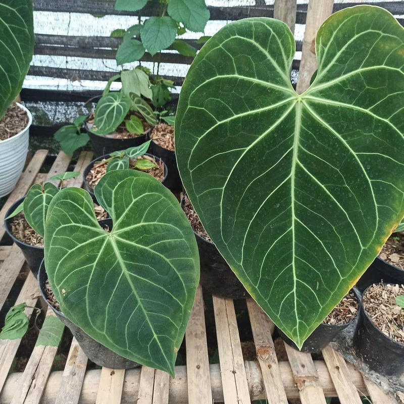 Anthurium Regale