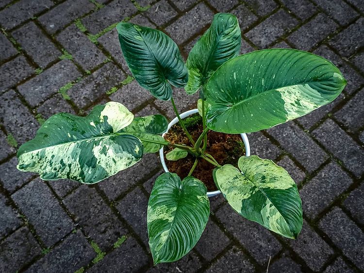 Homalomena Sp Variegated