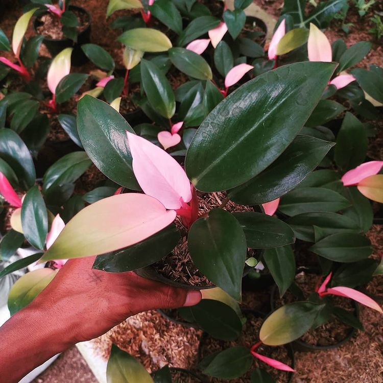 Philodendron Pink Congo