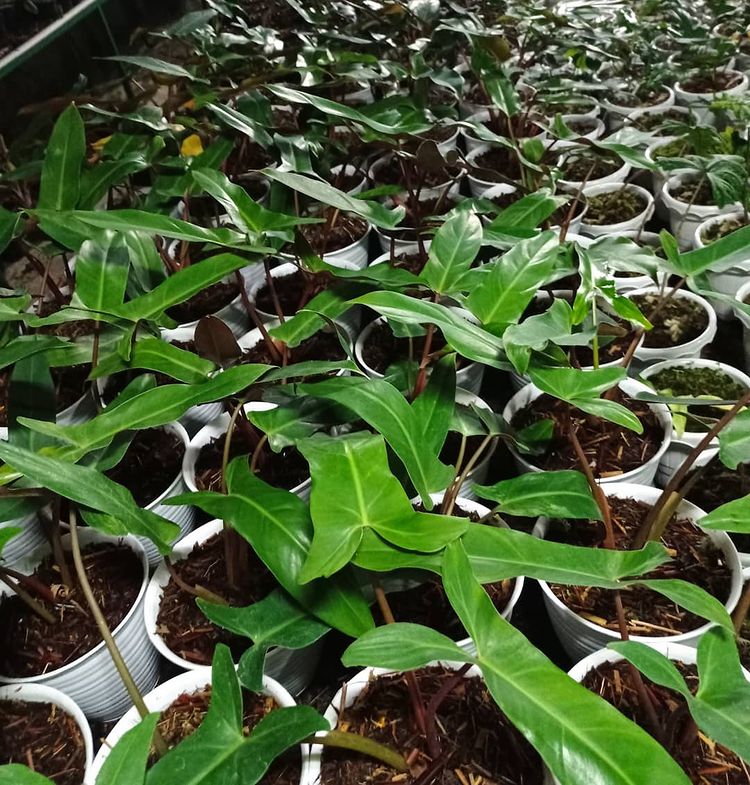 Philodendron Mexicanum