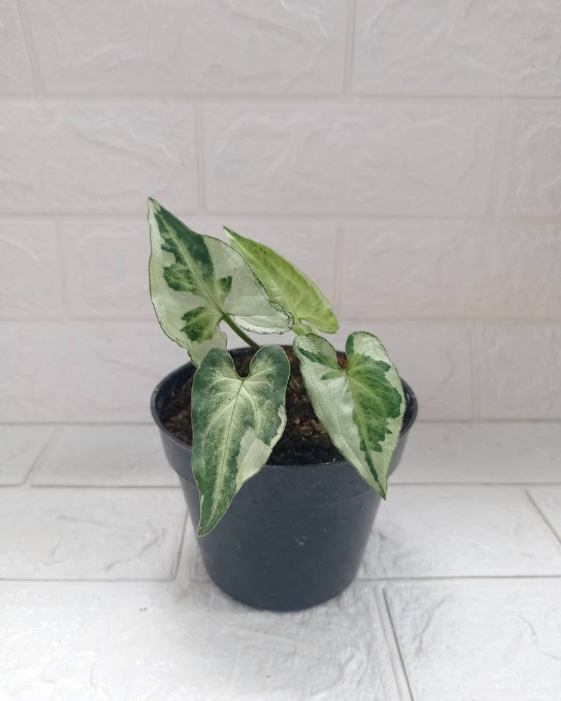 Syngonium Variegated Three King