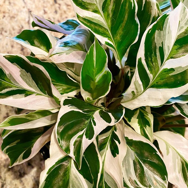 Calathea white fusion Variegated