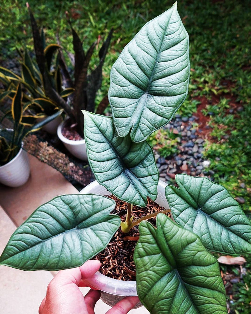 Alocasia Bisma