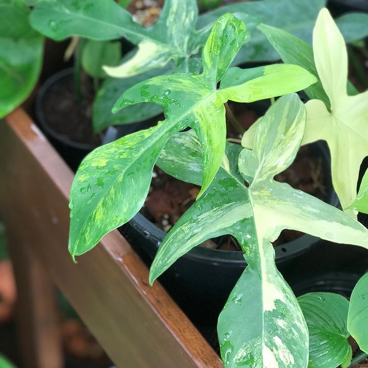 Philodendron Florida Beauty Variegated