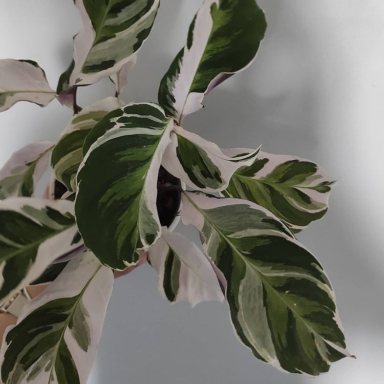 Calathea white fusion Variegated