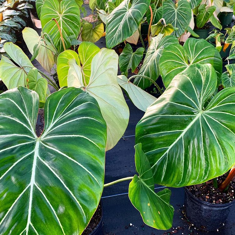 12 Philodendron Gloriosum