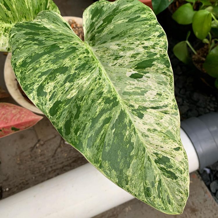 philodendron giganteum variegated