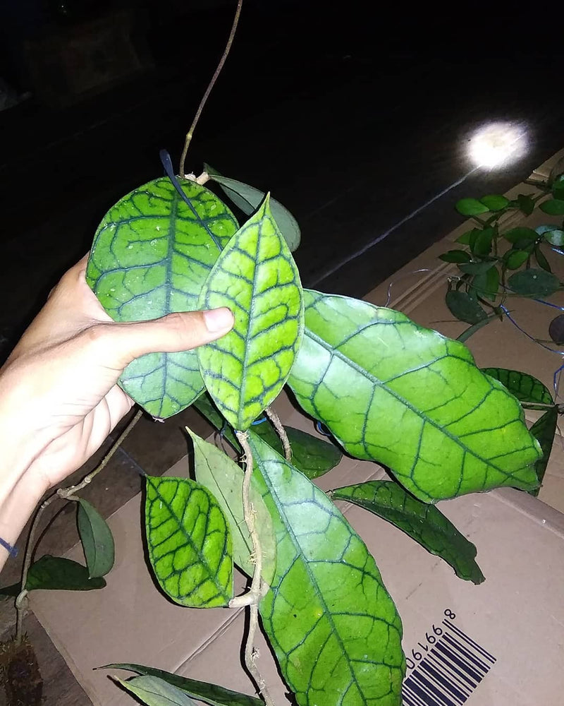 Hoya Ranauensis Sp Borneo