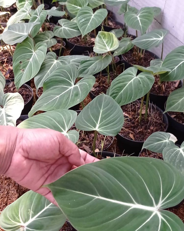 12 Philodendron Gloriosum