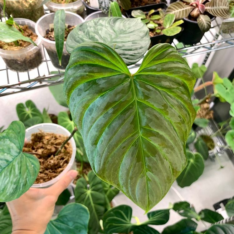 Philodendron Majestic