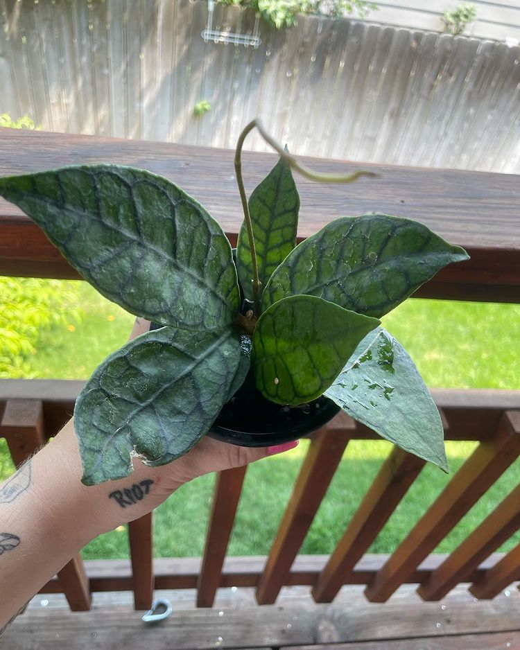 Hoya callistophylla