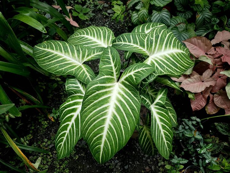 Alocasia Xanthosoma lindenii