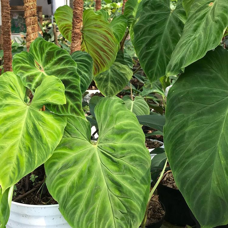 Philodendron Verrucosum