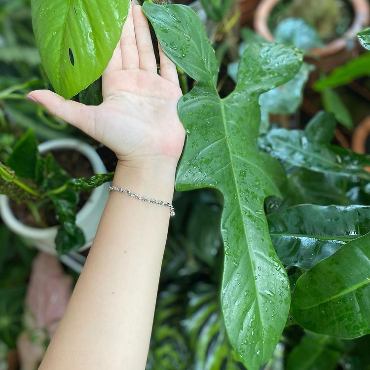 Philodendron Violin