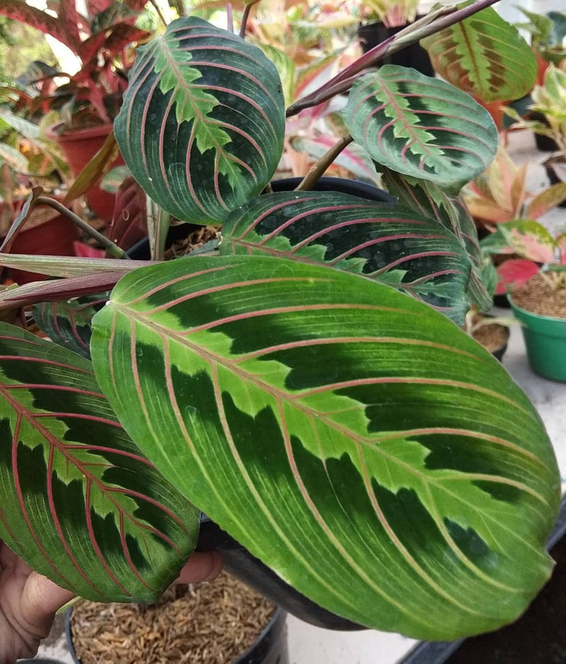 Calathea Maranta Leuconeura