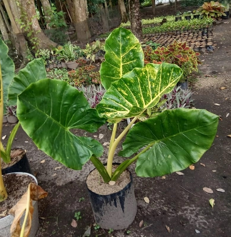 Alocasia New Guinea Gold Variegated