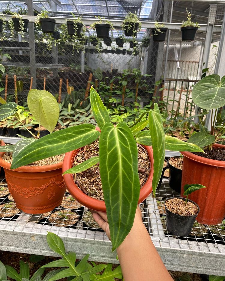 Anthurium Warocqueanum