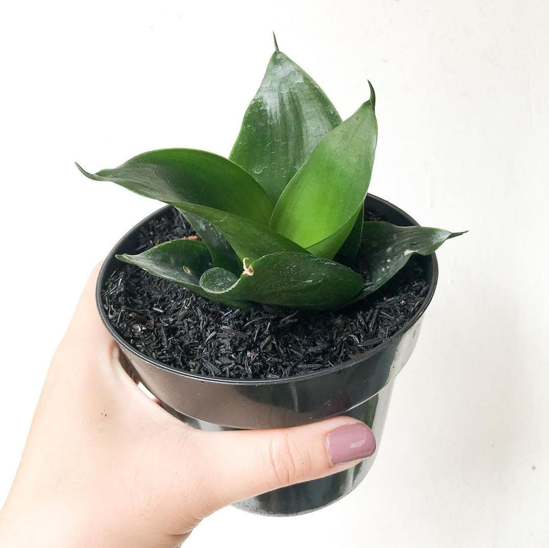 Sansevieria Hahni jade