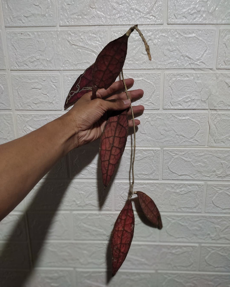 Hoya Clemensiorum Red