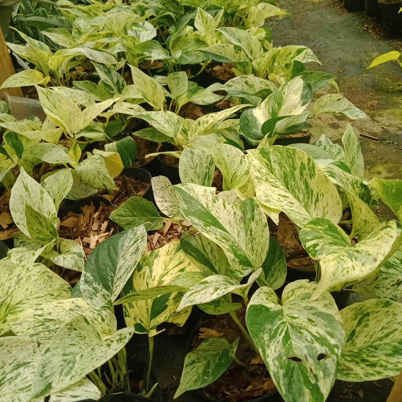 Epipremnum aureum Marble Queen (gading)