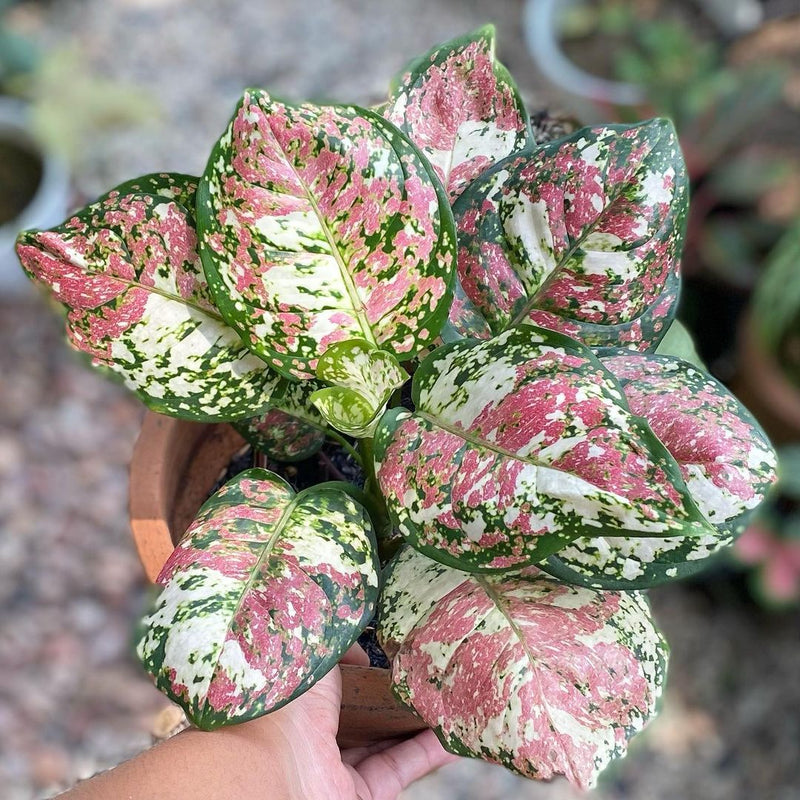 Aglaonema Three Colour