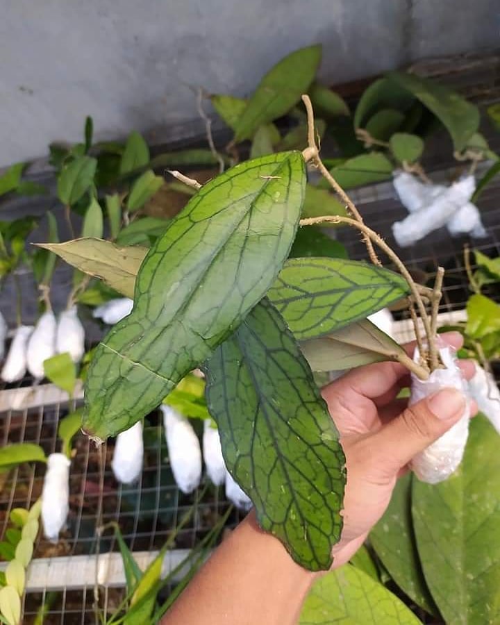 Hoya SP Tanggamus