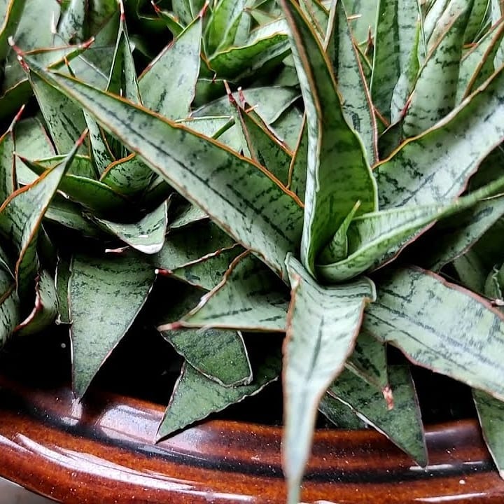 Sansevieria sweet celery