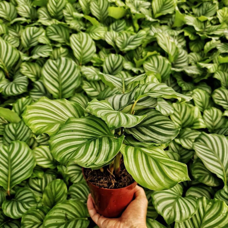 Calathea Orbifolia