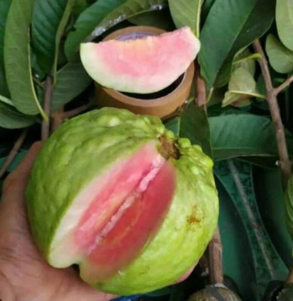 Grafted Seedless Red Crystal Guava Fruit Tree