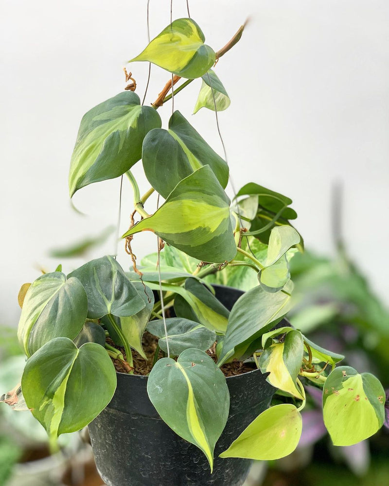 Philodendron scandens medio pictum brazil