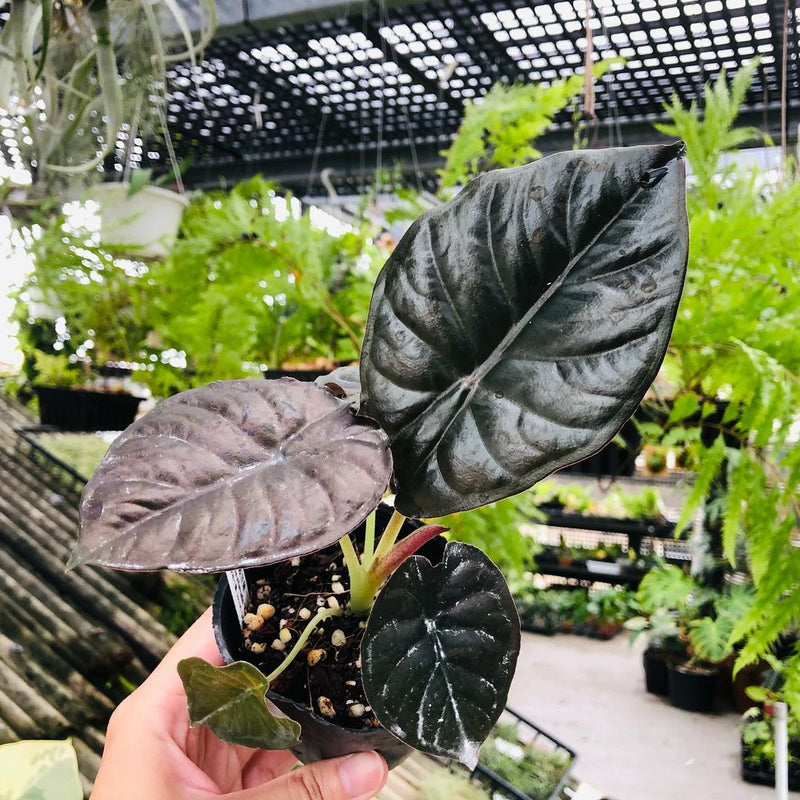 Alocasia Infernalis