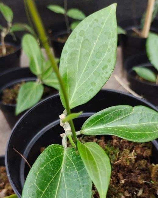 hoya nicholsoniae