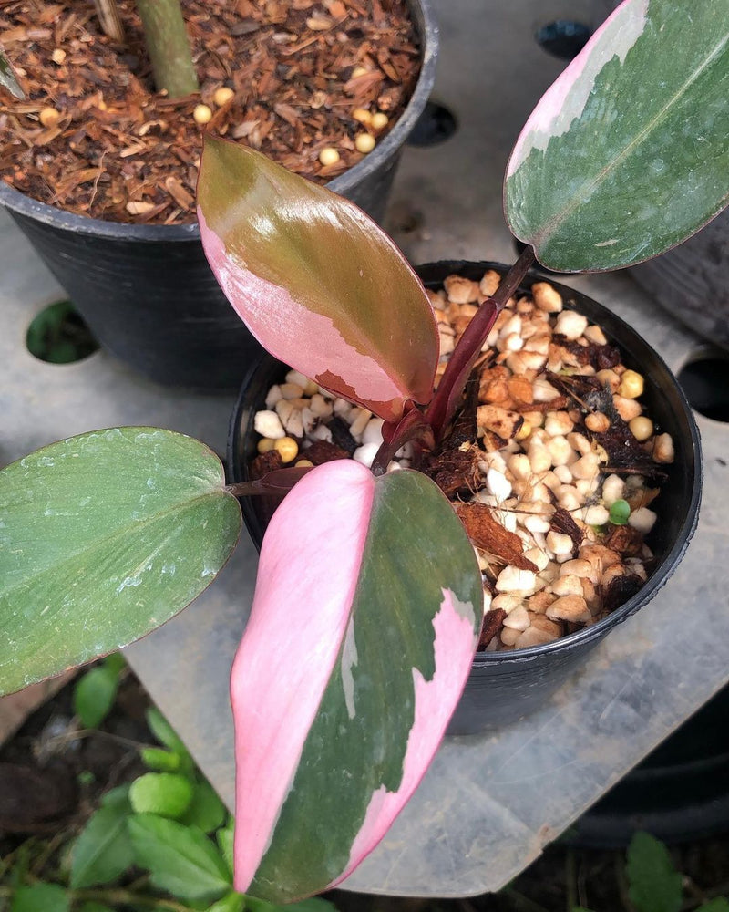 Philodendron Pink Princess